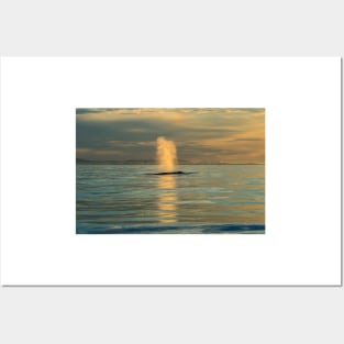 Humpback Whale at Sunset Posters and Art